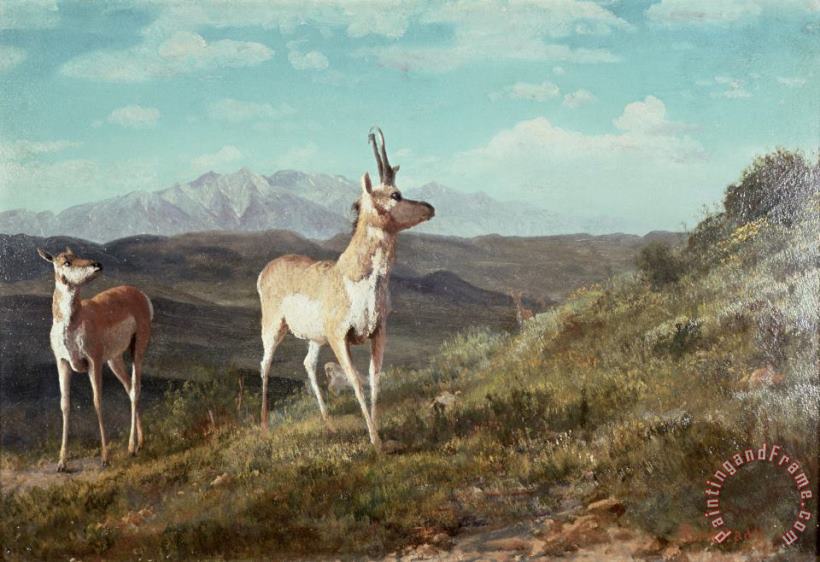 Antelope painting - Albert Bierstadt Antelope Art Print