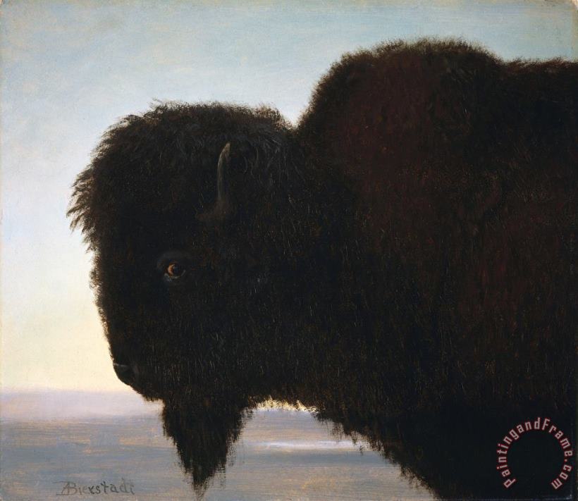 Albert Bierstadt Buffalo Head Art Print