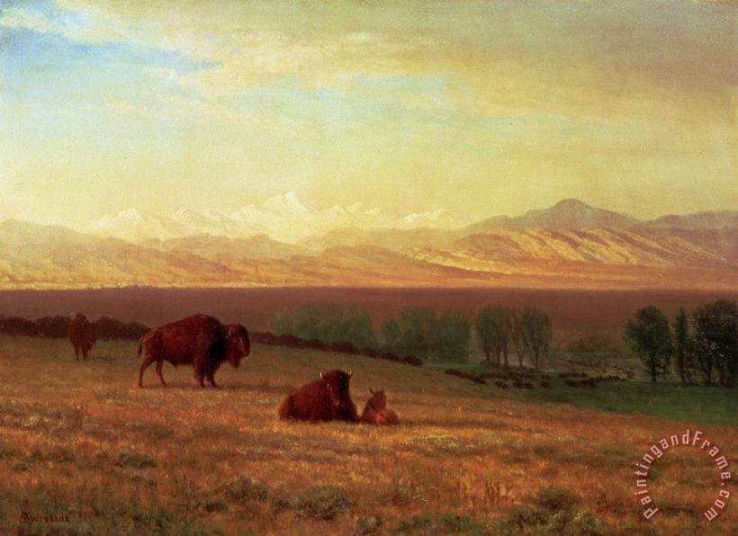 Buffalo on The Plains painting - Albert Bierstadt Buffalo on The Plains Art Print