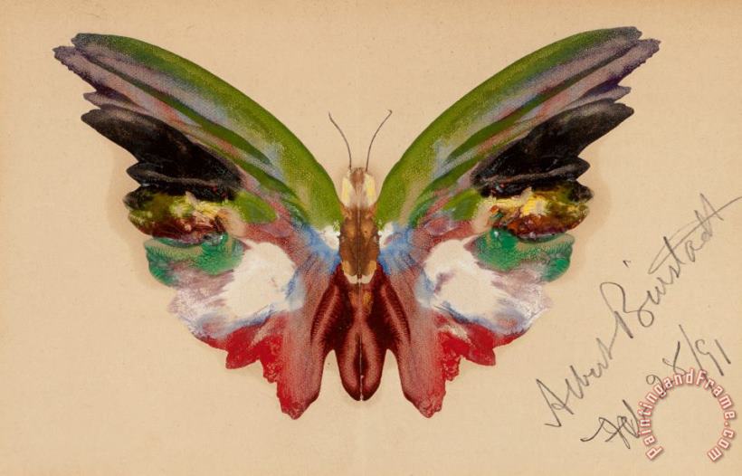 Albert Bierstadt Butterfly, 1891 Art Painting