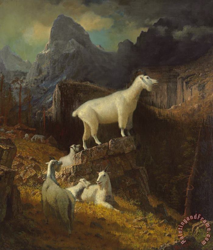 Rocky Mountain Goats painting - Albert Bierstadt Rocky Mountain Goats Art Print