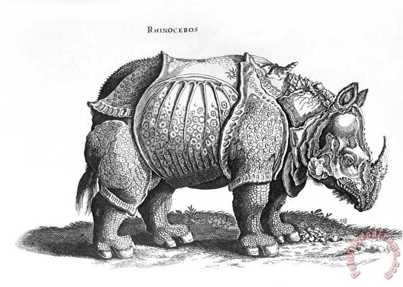 Albrecht Durer Rhinoceros No 76 From Historia Animalium By Conrad Gesner Art Painting