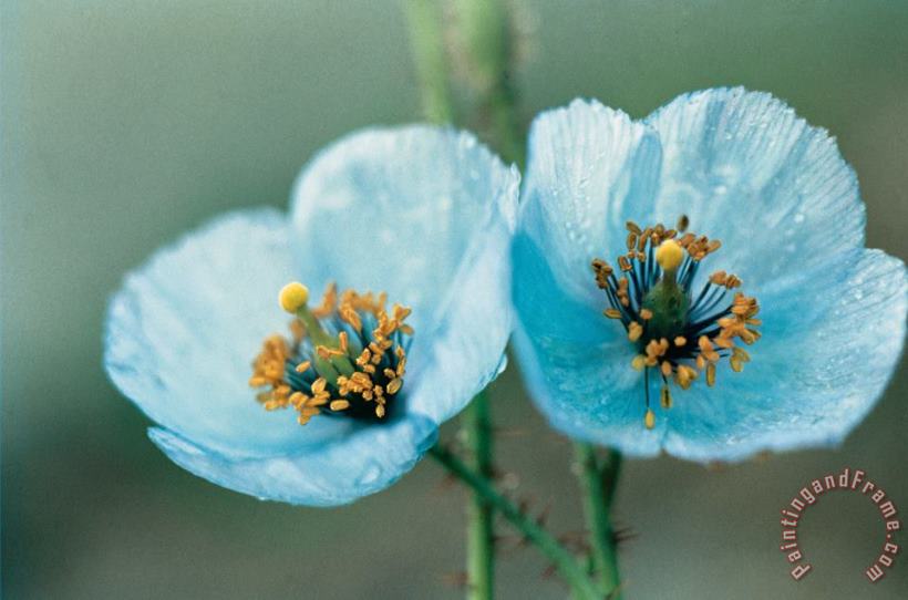 American School Himalayan Blue Poppy painting - Himalayan Blue Poppy