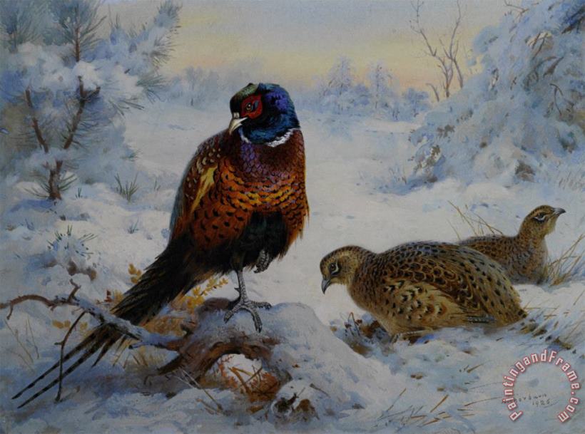 Archibald Thorburn Cock And Hen Pheasant in Winter Art Painting