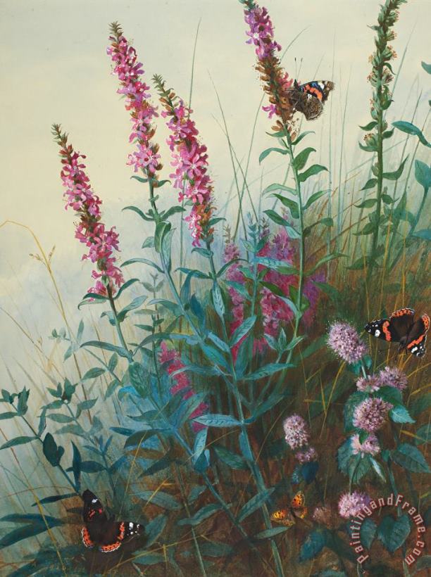 Archibald Thorburn Purple Loosestrife And Watermind Art Painting