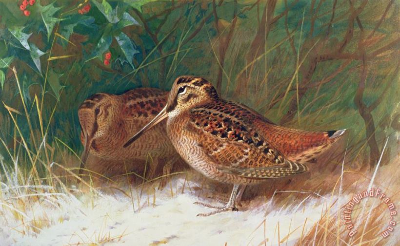 Archibald Thorburn Woodcock in the Undergrowth Art Print