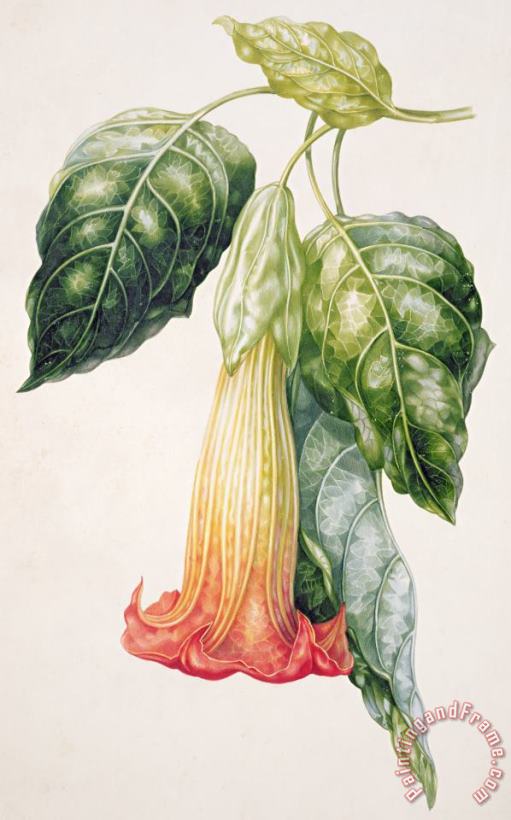 Augusta Innes Withers Thorn Apple Flower From Ecuador Datura Rosei Art Print