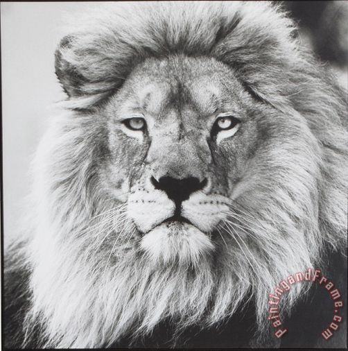 Lion 5 painting - ausue Lion 5 Art Print