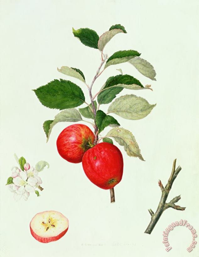Barbara Cotton The Belle Scarlet Apple Art Print