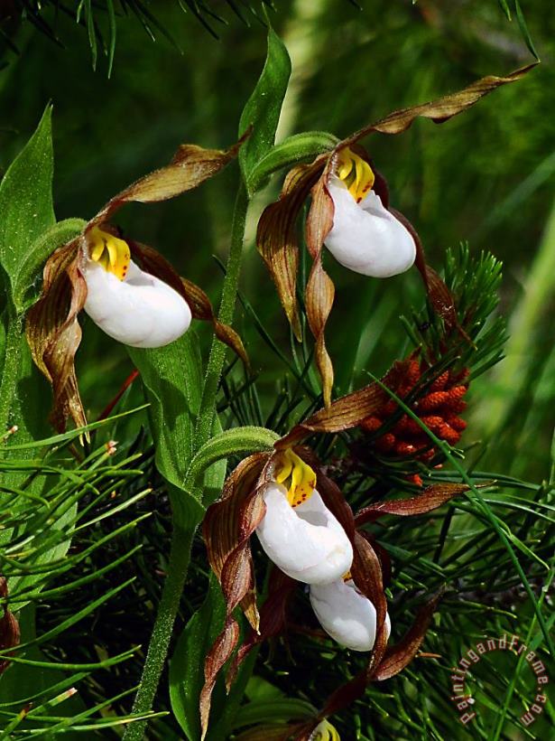 Blair Wainman Mountain Lady's Slipper Orchid Art Painting