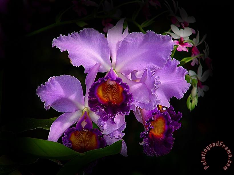 Blair Wainman Orchidstral Beauty Art Print