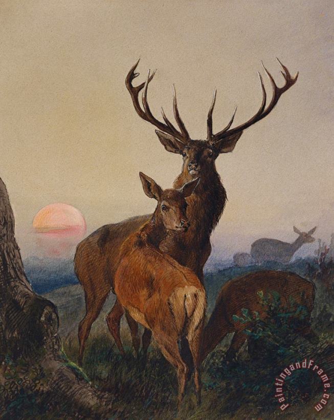 Charles Jones A Stag With Deer In A Wooded Landscape At Sunset Art Print