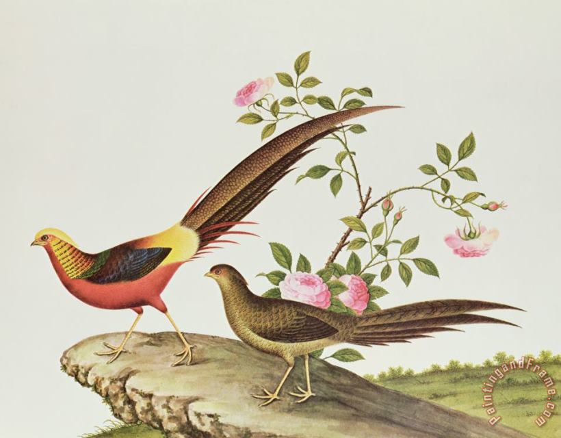 Chinese School A Golden Pheasant Art Painting