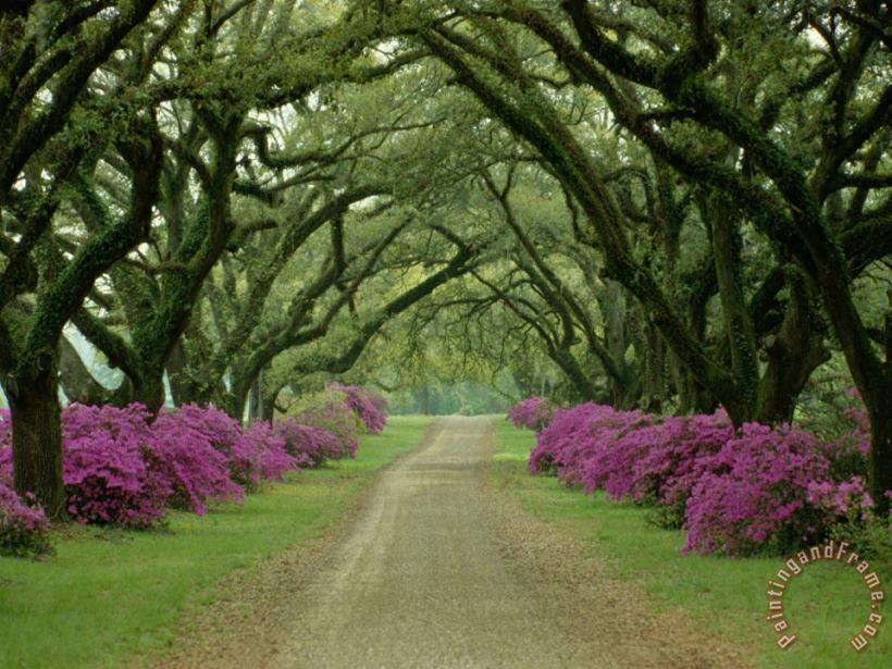 Collection A Beautiful Pathway Lined with Trees And Purple Azaleas Art Painting