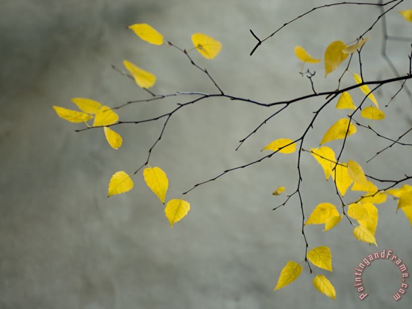 Collection Yellow Autumnal Birch Betula Tree Limbs Against Gray Stucco Wall Art Print