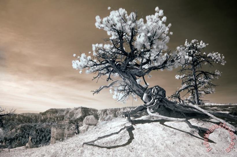 Collection 6 Bryce Canyon Tree Sculpture Art Print
