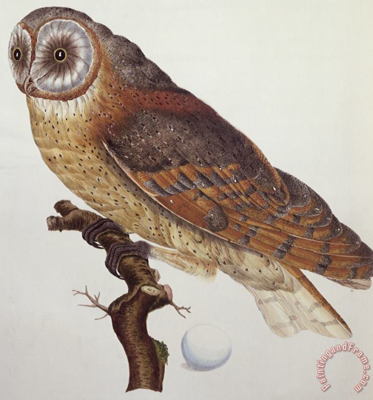 Dutch School Barn Owl Art Painting