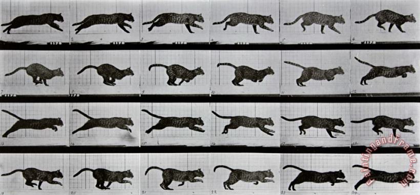 Cat Running painting - Eadweard Muybridge Cat Running Art Print
