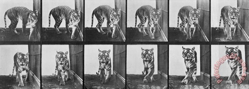 Tiger Pacing painting - Eadweard Muybridge Tiger Pacing Art Print