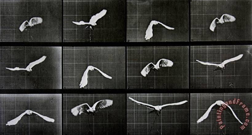 Eadwerd Muybridge Bird In Flight Art Print