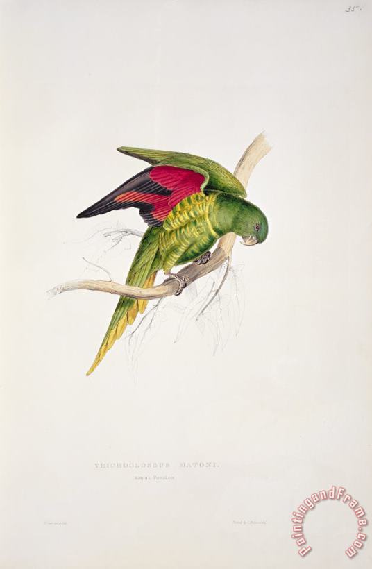 Edward Lear Matons Parakeet Art Print