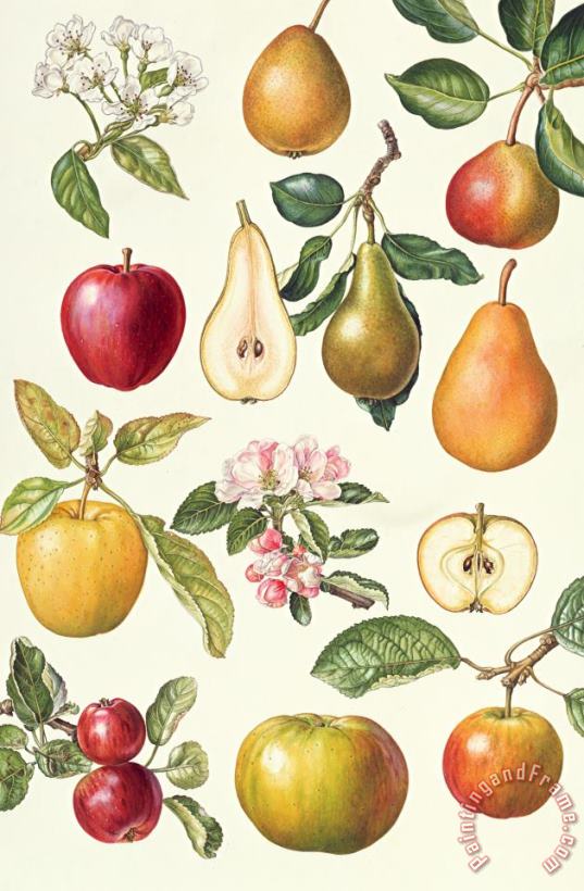 Elizabeth Rice Apples and Pears Art Print
