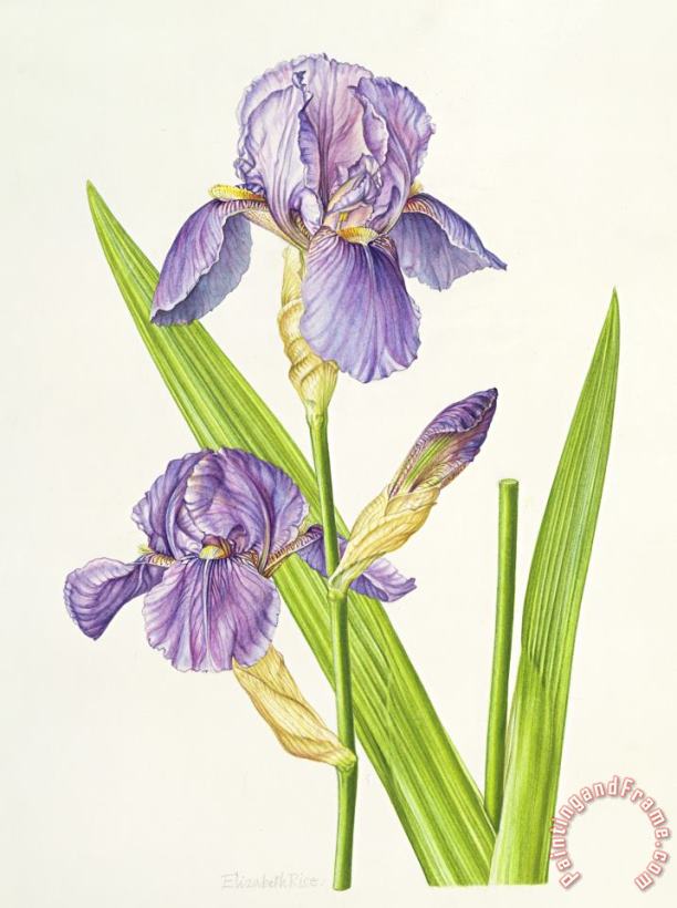 Elizabeth Rice Iris Art Painting
