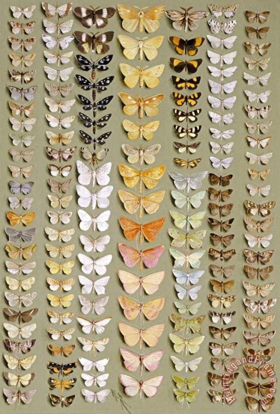 One Hundred And Fifty Eight Moths painting - Ellis Rowan One Hundred And Fifty Eight Moths Art Print