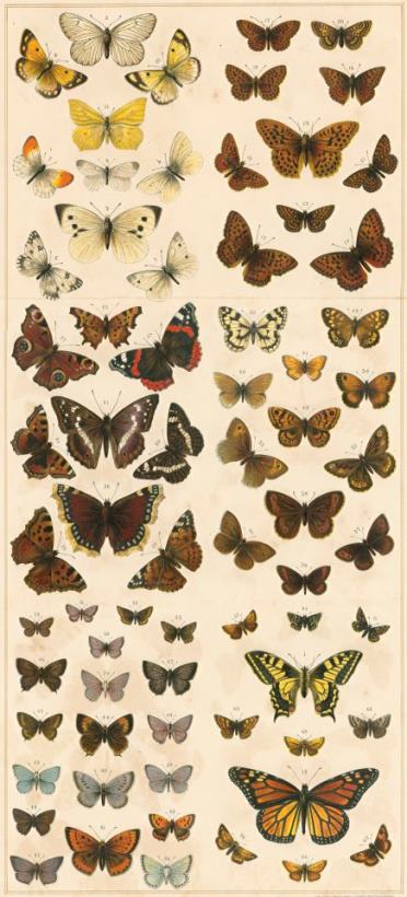 British Butterflies painting - English School British Butterflies Art Print