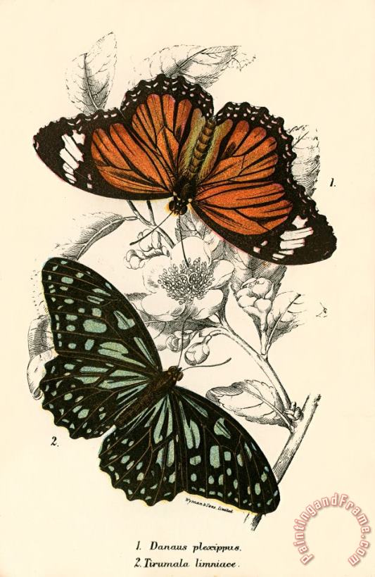 English School Butterflies Art Painting