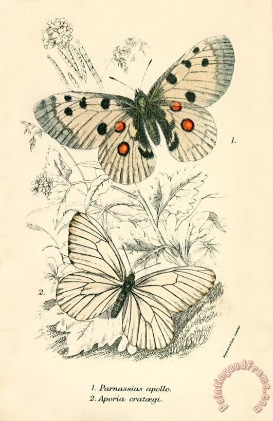 English School Butterflies Art Painting