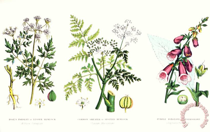 English School Common Poisonous Plants Art Painting