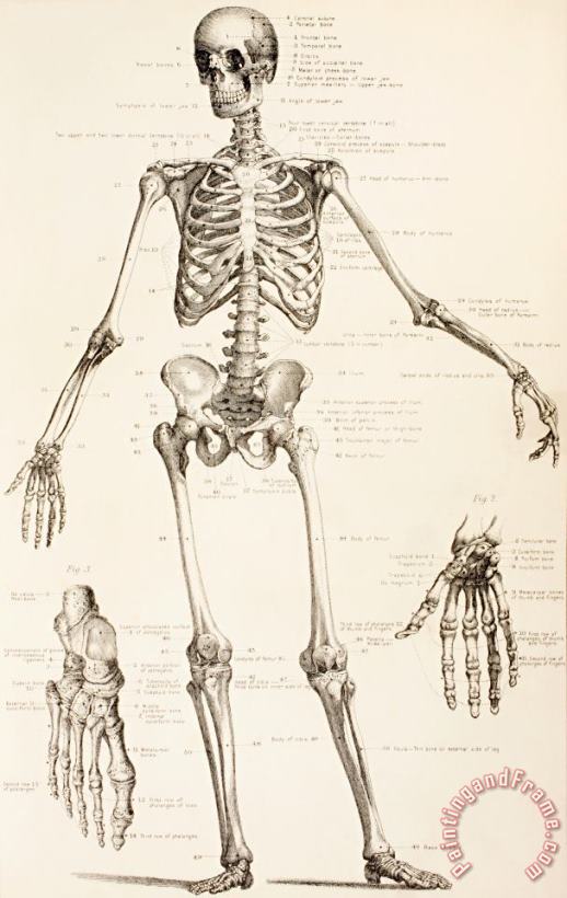 English School The Human Skeleton Art Print