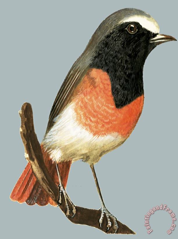 Unidentified bird painting - English School Unidentified bird Art Print