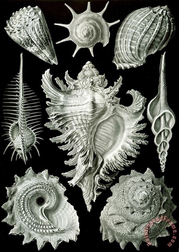 Examples Of Prosranchia painting - Ernst Haeckel Examples Of Prosranchia Art Print