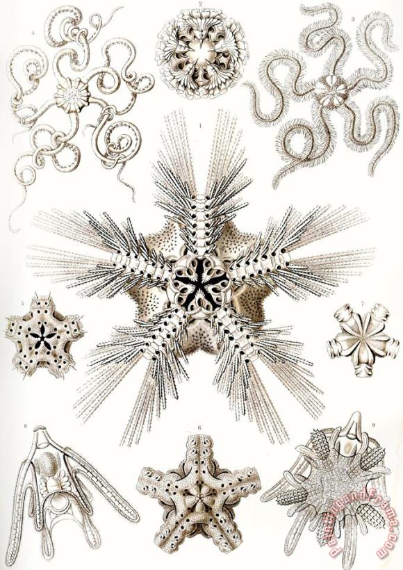 Ernst Haeckel Kunstformen Der Natur Art Print