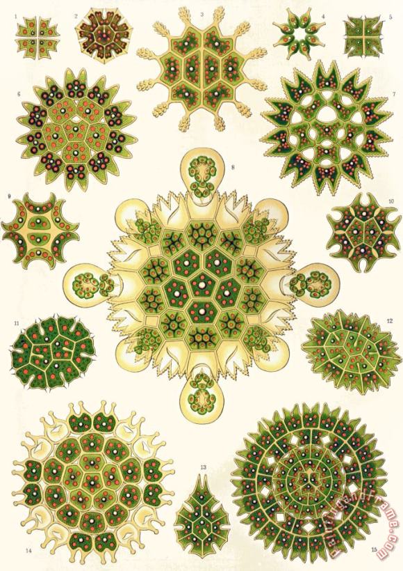 Varities Of Pediastrum From Kunstformen Der Natur painting - Ernst Haeckel Varities Of Pediastrum From Kunstformen Der Natur Art Print
