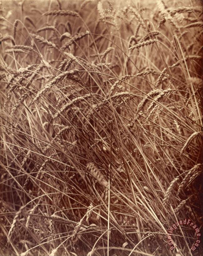 Eugene Atget Wheat Art Painting