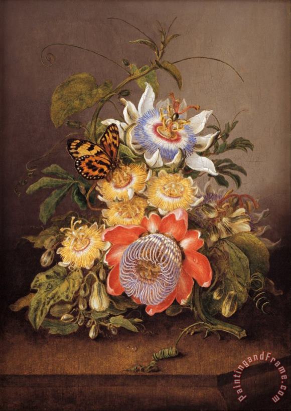 Passionflowers painting - Ferdinand Bauer Passionflowers Art Print