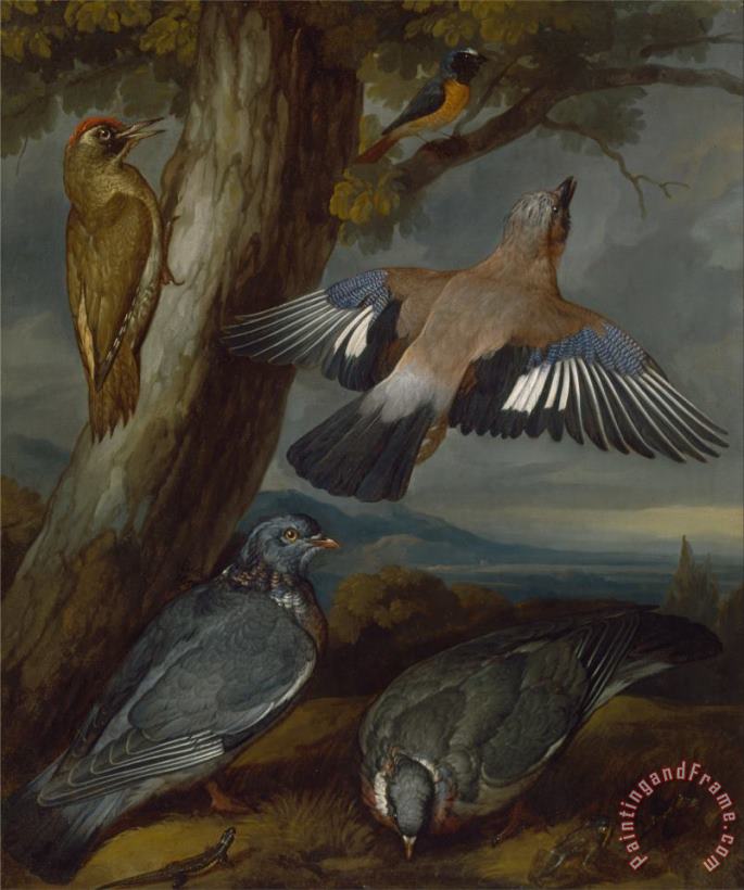 Jay, Green Woodpecker, Pigeons, And Redstart painting - Francis Barlow Jay, Green Woodpecker, Pigeons, And Redstart Art Print