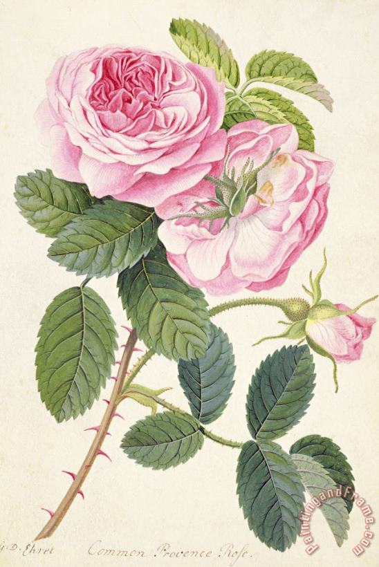 Georg Dionysius Ehret Common Provence Rose Art Print