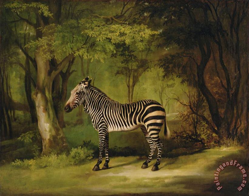A Zebra painting - George Stubbs A Zebra Art Print