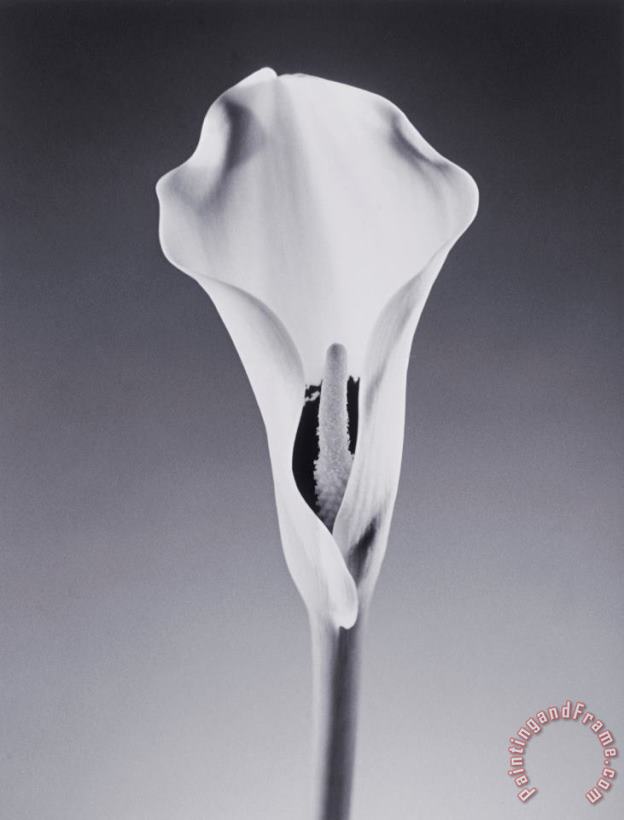 Lily Flower painting - Graeme Harris Lily Flower Art Print
