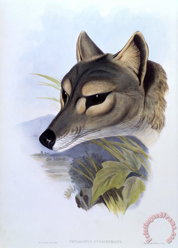 H. C. Richter Tasmanian Wolf, Thylacinus Cynocephalus Art Painting
