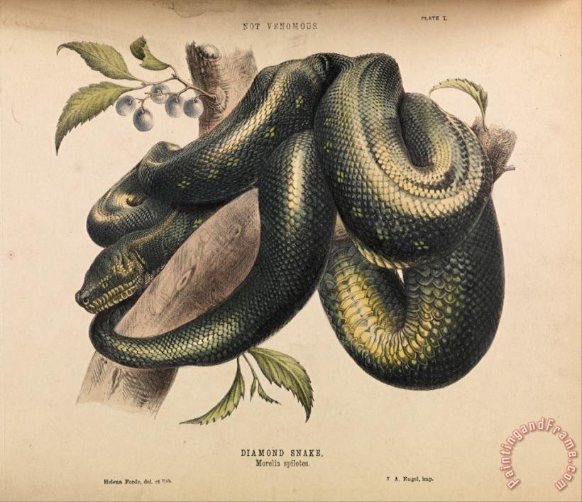 Helena Forde Diamond Snake, Morelia Spilotes Art Painting