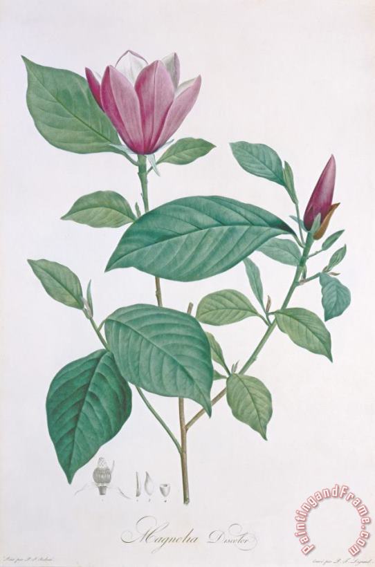 Magnolia Discolor Engraved By Legrand painting - Henri Joseph Redoute Magnolia Discolor Engraved By Legrand Art Print