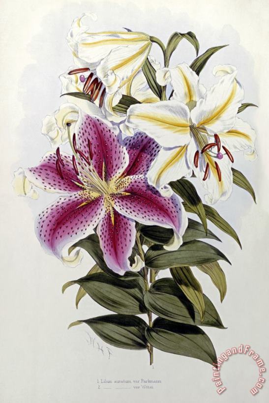 Henry John Elwes A Monograph of The Genus Lilium Art Print