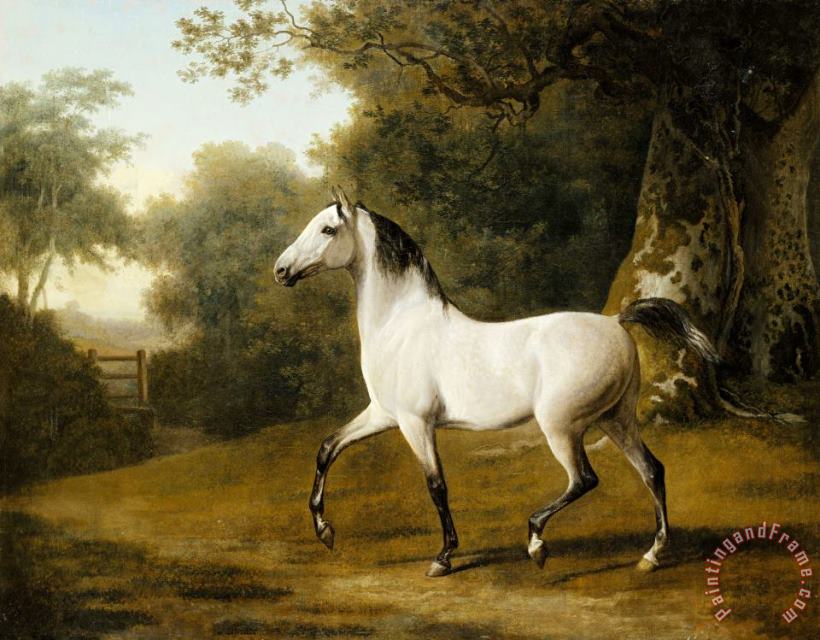 A Grey Arab Stallion in a Wooded Landscape painting - Jacques-Laurent Agasse A Grey Arab Stallion in a Wooded Landscape Art Print
