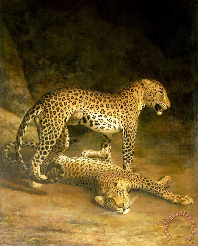 Two Leopards Lying in The Exeter Exchange painting - Jacques-Laurent Agasse Two Leopards Lying in The Exeter Exchange Art Print