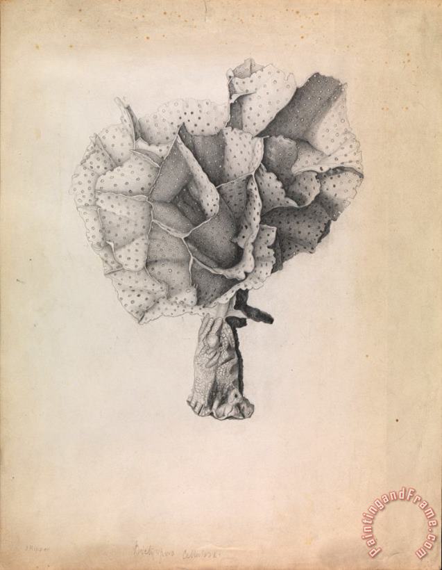 James Ripper Lace Coral, Adeona Cellulosa Art Print
